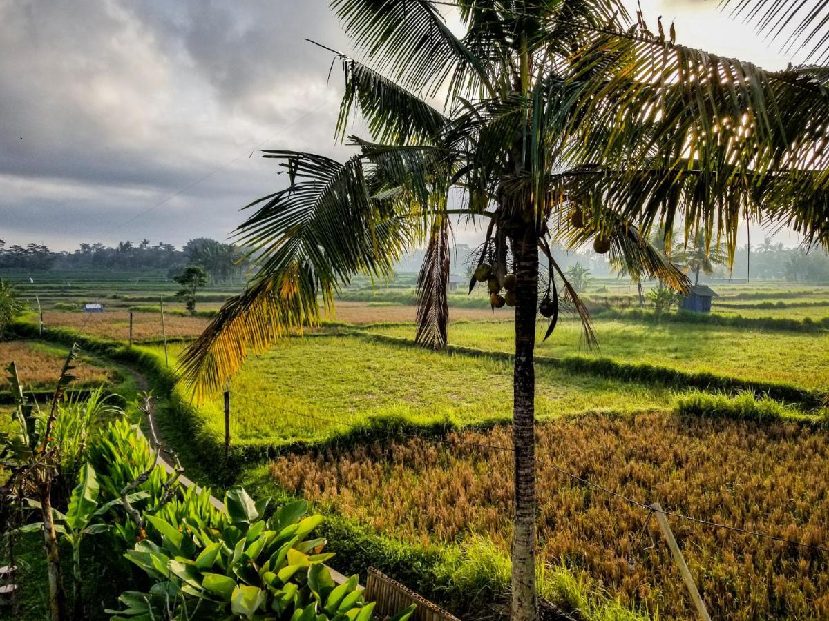 Mancur Guesthouse Ubud Exterior foto